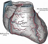 Image result for Atrioventricular Nodal Artery