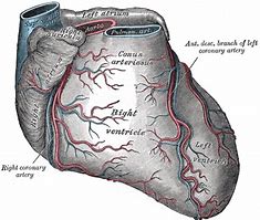 Image result for Atrioventricular Coronary Sulcus