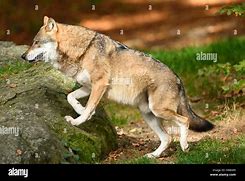 Image result for Wolf Side Rear View