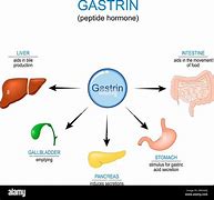 Image result for Gastrine Hormone