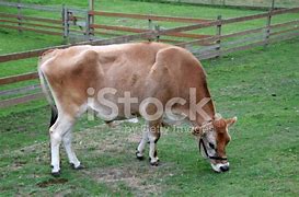 Image result for Brow Swiss Cow