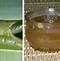 Image result for Aloe Vera Jelly