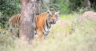 Image result for Sariska Wildlife Sanctuary Map