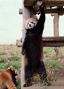 Image result for Red Panda Stance