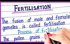 Image result for Fertilisation