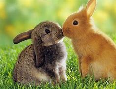 Image result for Cute Baby Rabbit Images