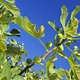 Image result for Higo Fig Tree