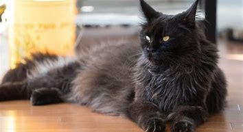 Image result for Moody Black Cat