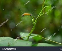 Image result for Lasiocampidae