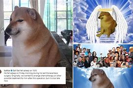 Image result for Cheems Dog