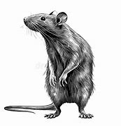 Image result for Barn Rat Drawing