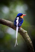 Image result for Paradise Kingfisher