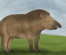 Image result for California Tapir