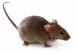 Image result for What Is Apart of the Rodent Family