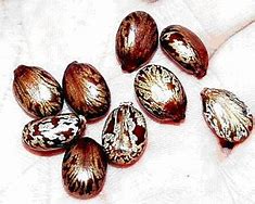 Image result for Ethiopian Castor Seeds