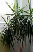 Image result for Dracena Multi