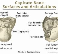 Image result for Capitate Anatomy