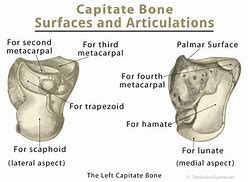 Image result for Capitate Bone Function