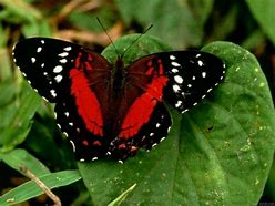 Image result for Butterfly Closed Wings Black and Red