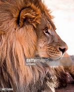 Image result for Lion Hi Res