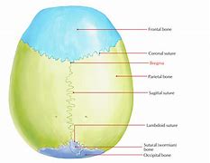 Image result for Bregma Skull Sutures