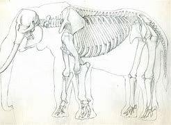 Image result for Horror Elephant Skeleton