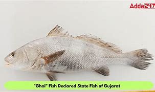 Image result for Guh Fish