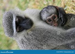 Image result for Cute Baby Vervet Monkey