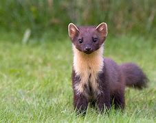 Image result for Black Pine Marten