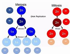 Image result for Diploid Diagram