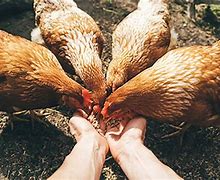 Image result for Poultry Pictues