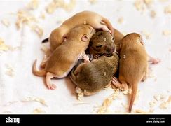 Image result for Cute Animated Mice