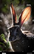 Image result for Hare Ears