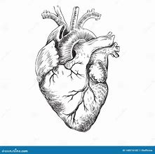 Image result for Anatomical Heart Vector