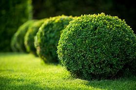 Image result for Shrubs Plant