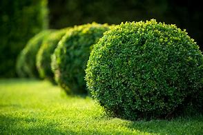 Image result for Landscape Shrubs and Bushes