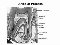 Image result for Alveolar Artery