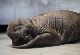 Image result for Baby Walrus Being Born