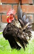 Image result for What Is a Serama Chicken