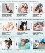 Image result for 6 Week Kitten