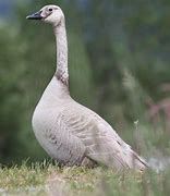 Image result for Albino Canadian Goose