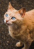 Image result for Ginger Cat with Amber Eyes