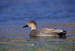 Image result for Gadwall