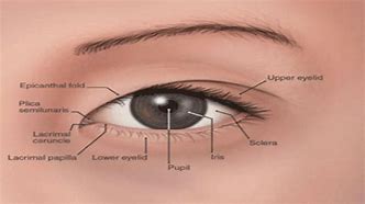 Image result for Eye Ball Anatomy Retina