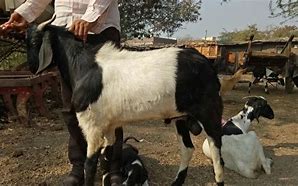 Image result for Male and Female Goat