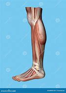 Image result for Leg Side View