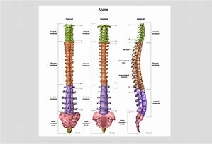 Image result for Lumbar Spine Anatomical Landmarks