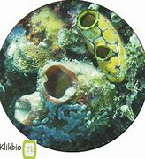 Image result for Subphylum of Chordata