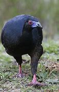 Image result for Black Guan