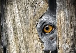 Image result for hiding animals